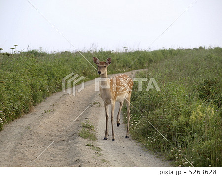 野付半島のエゾシカ 5263628