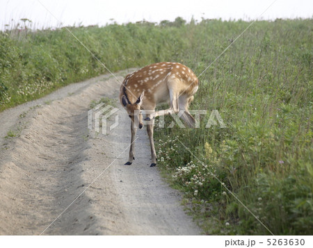 野付半島のエゾシカ（親鹿） 5263630
