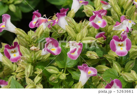 トレ二ア　ゴマノハグサ科　花 5263661