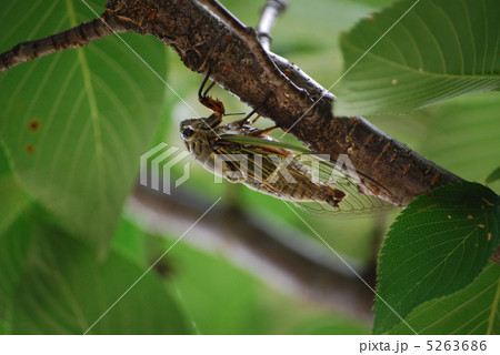 クマ蝉 5263686