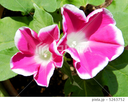 ツルなし朝顔 5263752