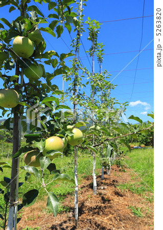 青リンゴ 5263820