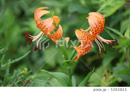 コオニユリ 5263823