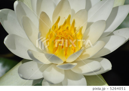 白い水蓮の花 白い水蓮の花 5264051