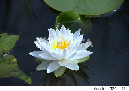 蓮　ハス　Lotus　ロータス　池　沼地　水辺　水面　はす　 5264141
