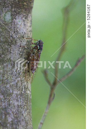 ヒグラシ 5264167