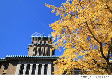 神奈川県庁と銀杏 5264177