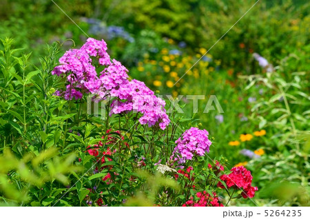 フロックス 5264235