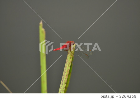 ナツアカネ 5264259