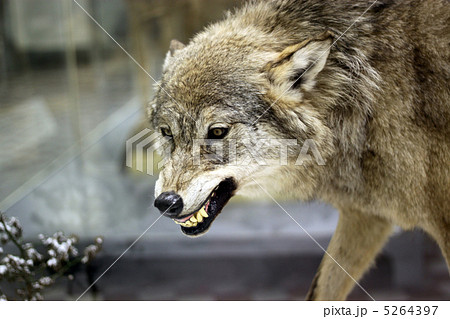 冬の森の中で怒っている灰色オオカミの写真素材