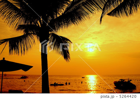 夕陽を見つめる椰子の木 5264420
