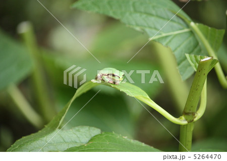 お帰りなさい 5264470