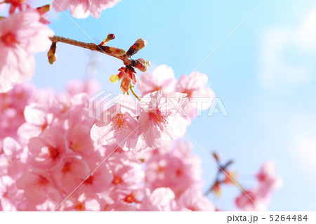 陽光桜 5264484