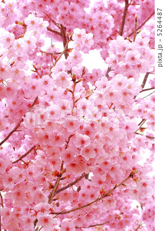 陽光桜 陽光桜 5264487
