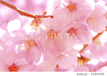 陽光桜 5264490