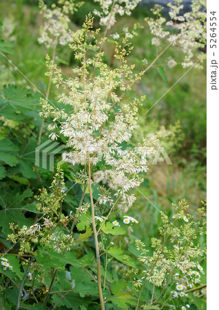 竹似草　日本では雑草、欧米では観賞用とか・・・・ 5264554