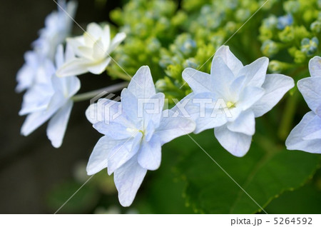 ガクアジサイ 青 墨田の花火の写真素材