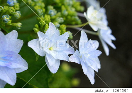 ガクアジサイ(青):墨田の花火 ガクアジサイ(青):墨田の花火 5264594