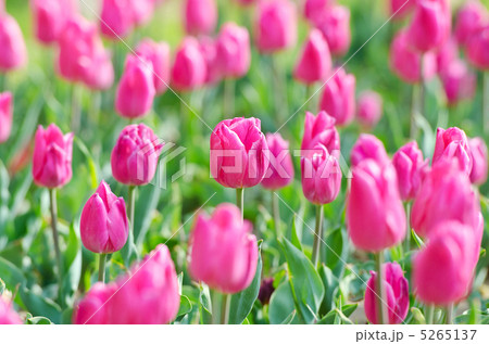 Flowers tulips in the garden Flowers tulips in the garden 5265137