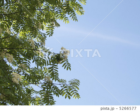 無題 無題 5266577