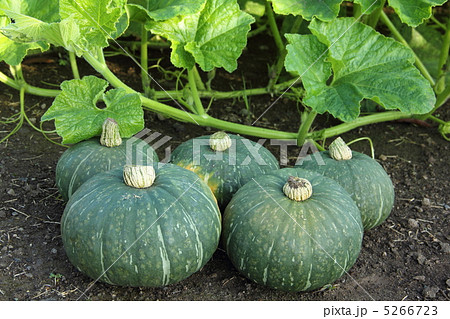 カボチャ畑 カボチャ畑 5266723