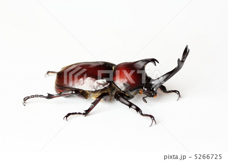 カブトムシ カブトムシ 5266725