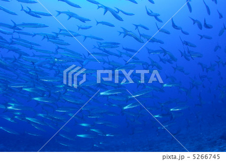 バラクーダの群れ 5266745
