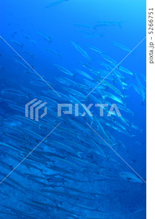 バラクーダの群れ 5266751