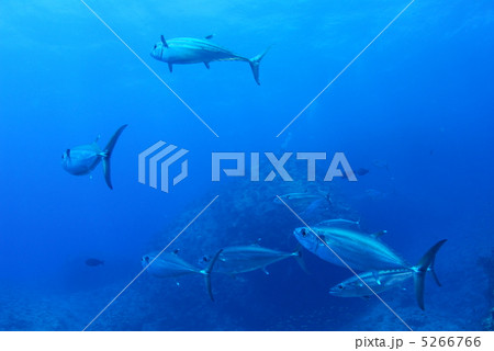 イソマグロの群れ 5266766