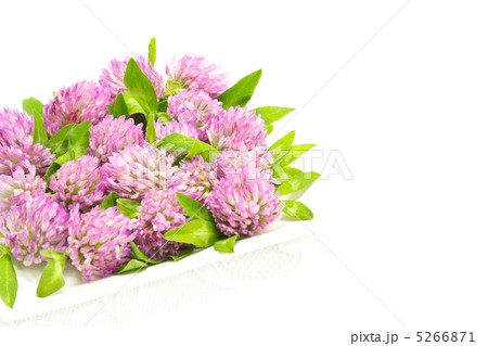 センニチソウの花 5266871