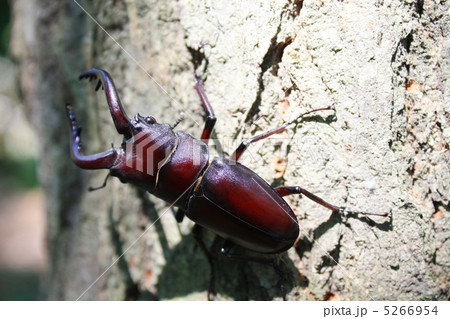ノコギリクワガタ ノコギリクワガタ 5266954