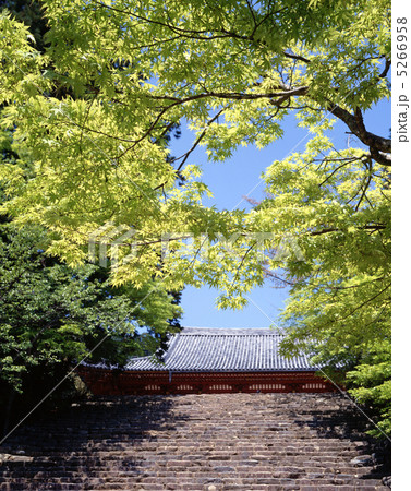 新緑の神護寺 5266958