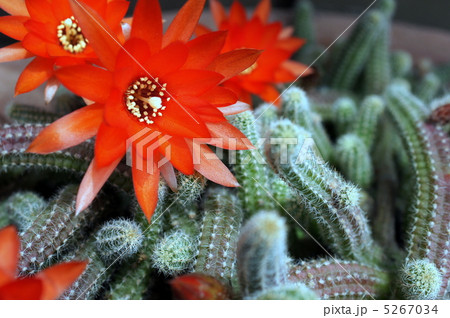 サボテン:白檀 サボテン:白檀 5267034