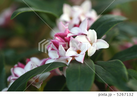 ジンチョウゲ 5267132