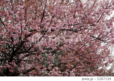 桜　ツバキカンザクラ 5267139