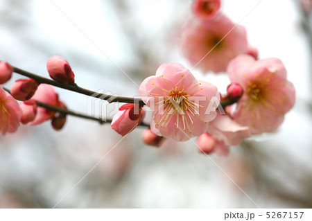 梅　見驚 5267157