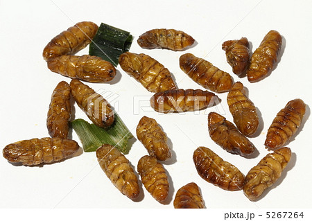 サナギ　食用昆虫　昆虫食　タイ王国　 5267264