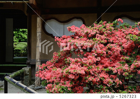 詩仙堂のツツジ 5267323