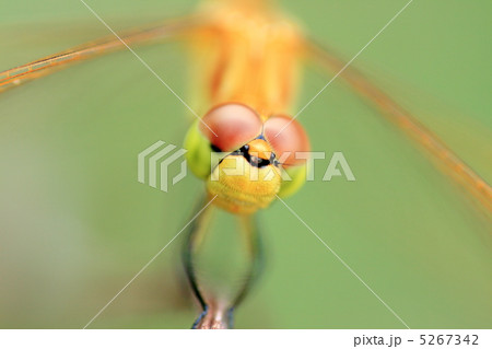 ミヤマアカネのクローズアップ 5267342