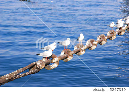 横浜 山下公園のユリカモメ 横浜 山下公園のユリカモメ 5267359
