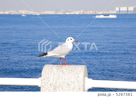 横浜　山下公園のユリカモメ 5267361