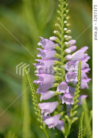 ハナトラノオ 5267375