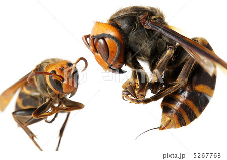 オオスズメバチvsヒメスズメバチ 5267763