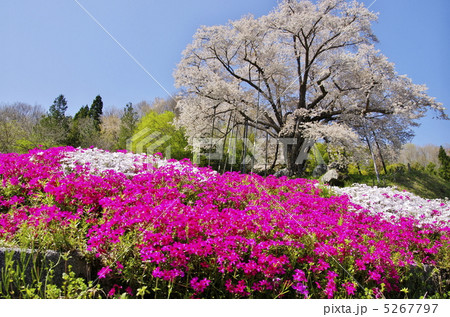 越代の桜 越代の桜 5267797