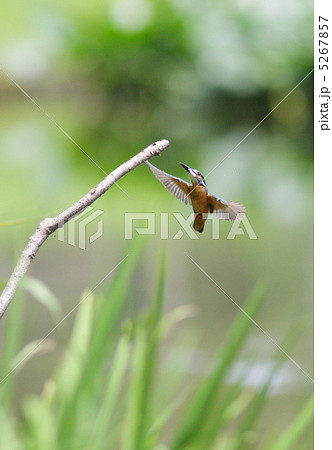 カワセミ 5267857