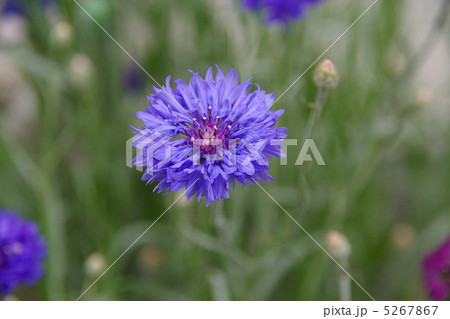 矢車草その２ 5267867