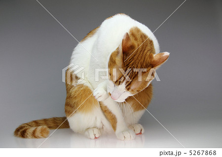 茶トラの綺麗な猫の毛繕い4 5267868