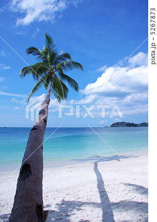 ビーチに伸びるヤシの木 5267873