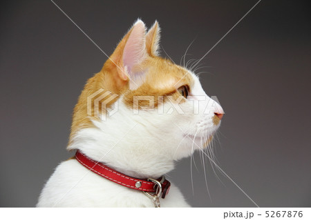 茶トラの綺麗な猫4 5267876