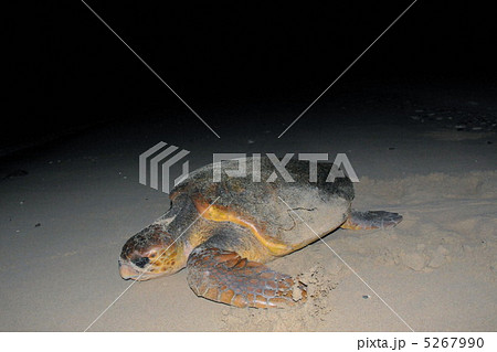 ウミガメの産卵 5267990